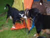 ch_spolecna_063.jpg (69067 bytes)
