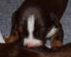 chester_010.jpg (58372 bytes)