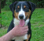 Gweny
