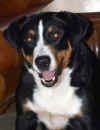 phoebe_10.jpg (99039 bytes)